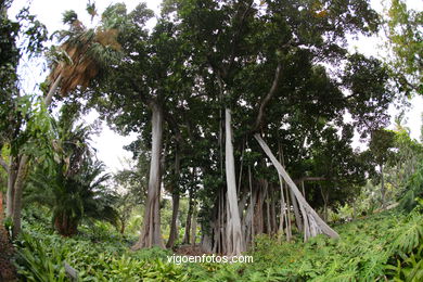 JARDN BOTNICO: ARBOL 