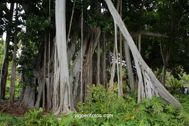 JARDN BOTNICO: ARBOL 