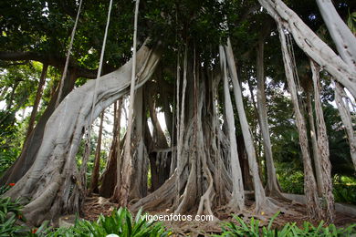 JARDN BOTNICO: ARBOL 