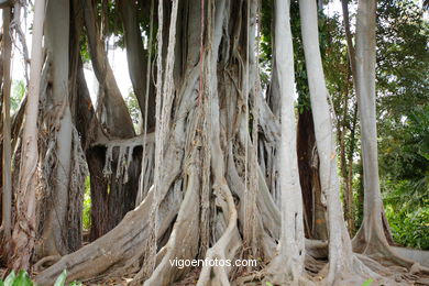 JARDN BOTNICO: ARBOL 