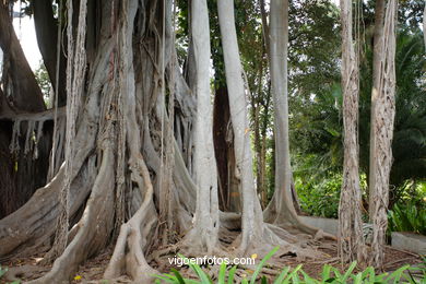 JARDN BOTNICO: ARBOL 