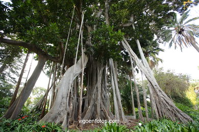 JARDN BOTNICO: ARBOL 