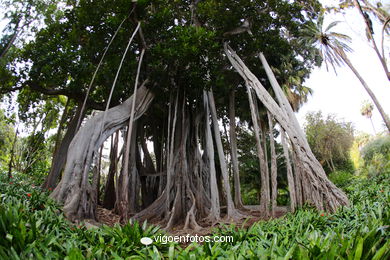 JARDN BOTNICO: ARBOL 