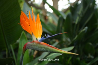 JARDN BOTNICO: FLORES 