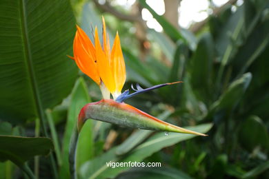 JARDN BOTNICO: FLORES 