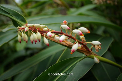 JARDN BOTNICO: FLORES 