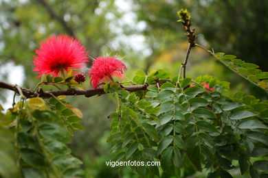 JARDN BOTNICO: FLORES 