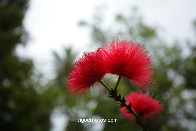 JARDN BOTNICO: FLORES 