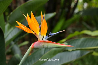 JARDN BOTNICO: FLORES 