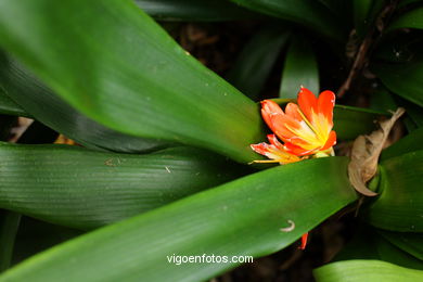 JARDN BOTNICO: FLORES 