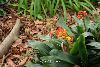 JARDN BOTNICO: FLORES 