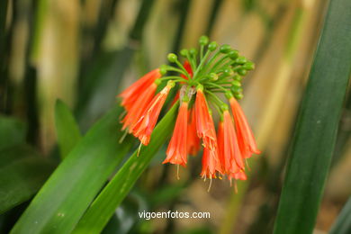 JARDN BOTNICO: FLORES 