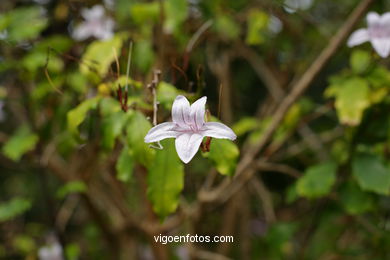 JARDN BOTNICO: FLORES 