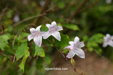 JARDN BOTNICO: FLORES 