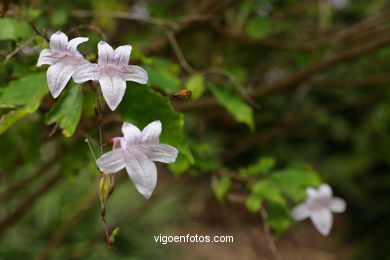 JARDN BOTNICO: FLORES 