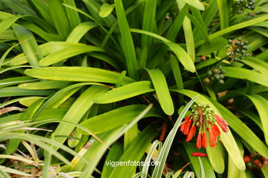 JARDN BOTNICO: FLORES 