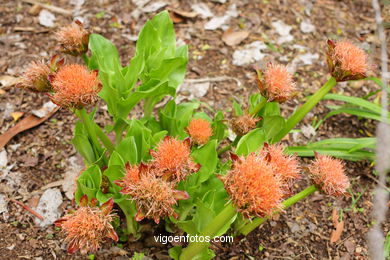 JARDN BOTNICO: FLORES 