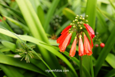 JARDN BOTNICO: FLORES 