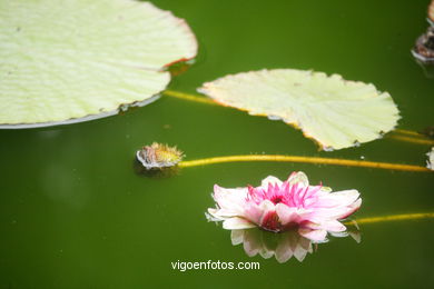 JARDN BOTNICO: FLORES 