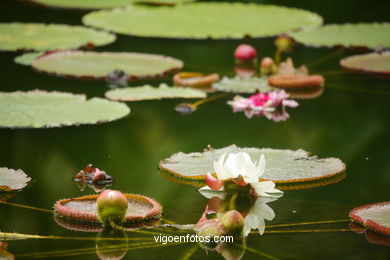 JARDN BOTNICO: FLORES 