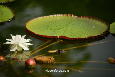 JARDN BOTNICO: FLORES 