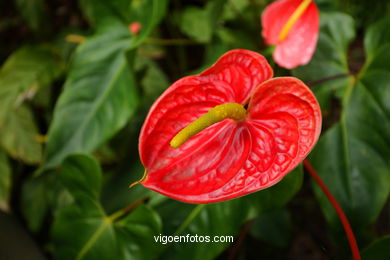 JARDN BOTNICO: FLORES 