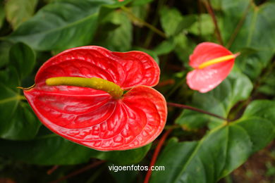 JARDN BOTNICO: FLORES 