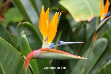 Flores de Jardim Botánico