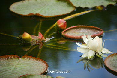 JARDN BOTNICO: NENFARES 