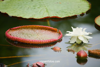 JARDN BOTNICO: NENFARES 