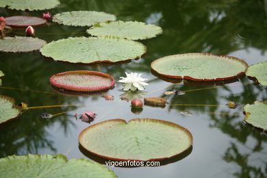 JARDN BOTNICO: NENFARES 