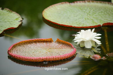 JARDN BOTNICO: NENFARES 