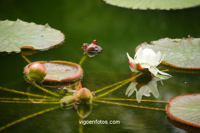 JARDN BOTNICO: NENFARES 