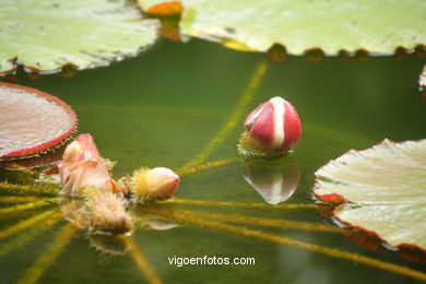 JARDN BOTNICO: NENFARES 