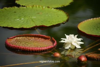 JARDN BOTNICO: NENFARES 