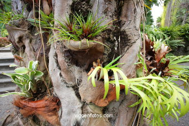 JARDN BOTNICO: RESTO 