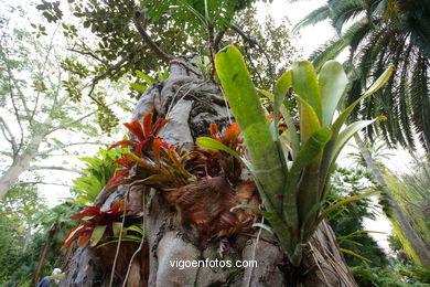 JARDN BOTNICO: RESTO 