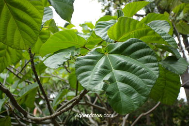 JARDN BOTNICO: RESTO 