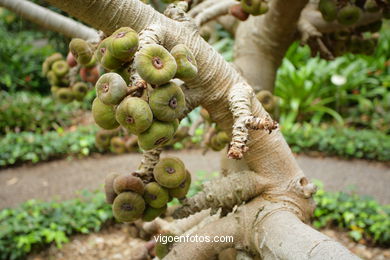 JARDN BOTNICO: RESTO 