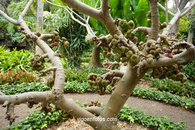 JARDN BOTNICO: RESTO 