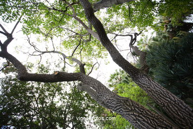 JARDN BOTNICO: RESTO 