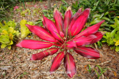 JARDN BOTNICO: FLORES 