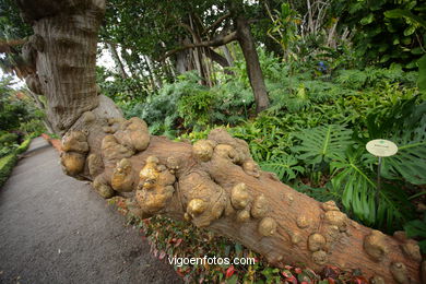 JARDN BOTNICO: RESTO 