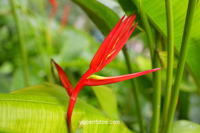 JARDN BOTNICO: FLORES 