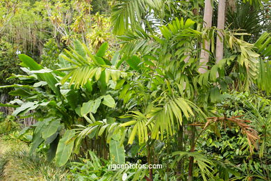 JARDN BOTNICO: RESTO 