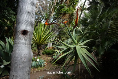 JARDN BOTNICO: RESTO 