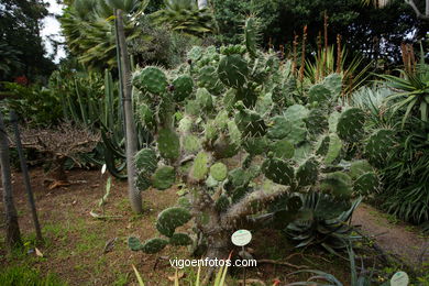 JARDN BOTNICO: RESTO 