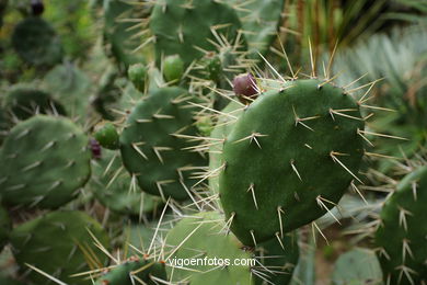 JARDN BOTNICO: RESTO 