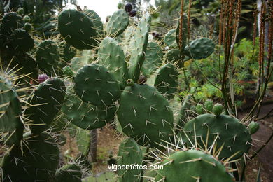 JARDN BOTNICO: RESTO 