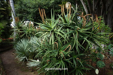 JARDN BOTNICO: RESTO 